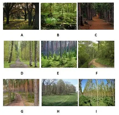 22. Pažymėkite, kokio tipo miškai Jums patraukliausi. Miško tipai nurodyti paveiksle, kiekvienas miško tipas pažymėtas atitinkama raide. (Prie kiekvieno varianto pažymėkite vieną atsakymą, kuris labiausiai Jums tinka)
