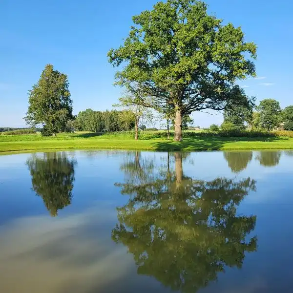 Suosto ąžuolas (Biržų raj. sav.)