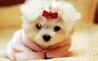 1. Jūsų lytis: