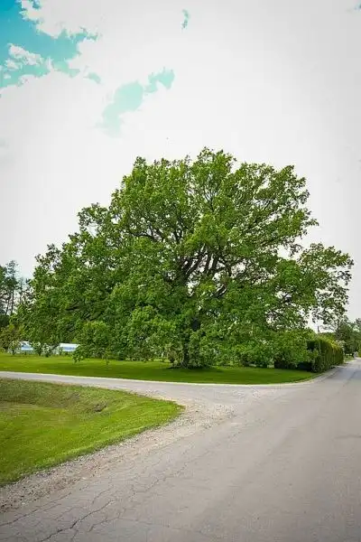 Radžiūnų I ąžuolas (Alytaus raj. sav.)