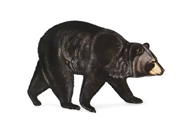Realistinis spalvotas