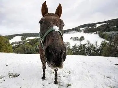 4.Kur atostogaujate dažniausiai?  (jeigu atsakėte užsienyje arba Lietuvoje, pereikite prie 6 klausimo).
