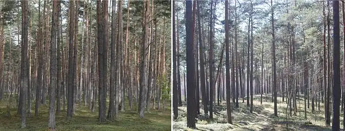 3.4. Kiek jūsų gerovei svarbūs vidutinio amžiaus pušynai?