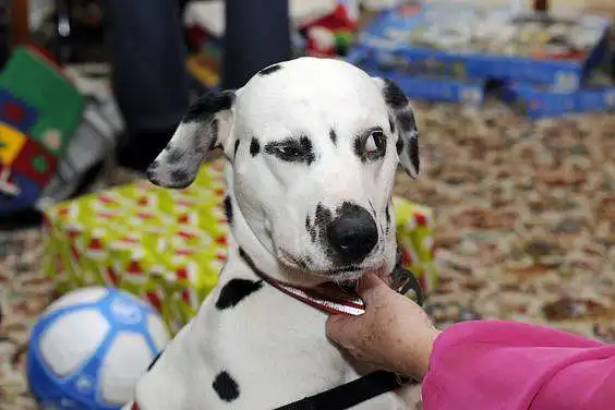 Tell as the story your Dalmatian has done to make you laugh. 