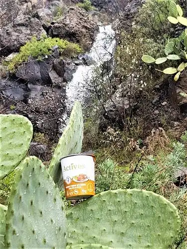 Ispanija