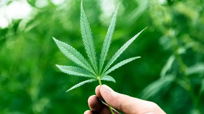 LSMU studentų požiūris į medicininių kanapių legalizavimą
