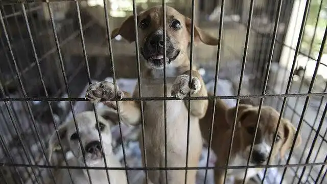 If you have a pet you bought it or took it from the shelter?