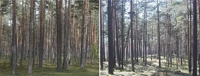 3.4. Kiek jūsų gerovei svarbūs vidutinio amžiaus pušynai?
