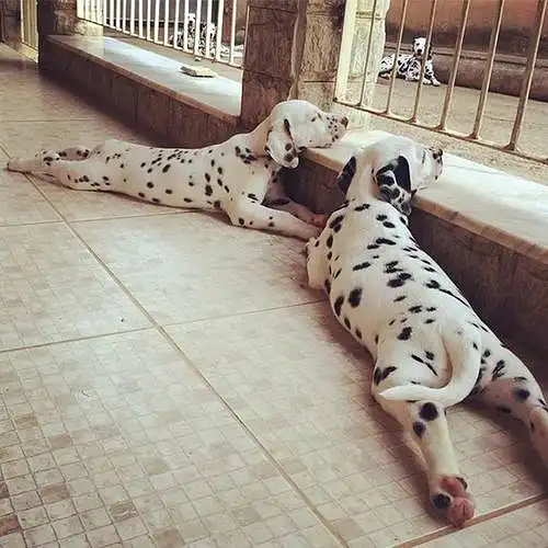 Does you Dalmatian tolerate being alone?