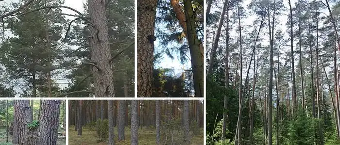 3.5. Kiek jūsų gerovei svarbūs seni pušynai?