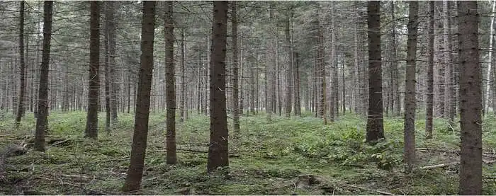 3.6. Kiek jūsų gerovei svarbūs vidutinio amžiaus eglynai?