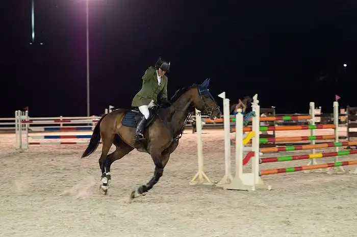 HORSE EVENTS night show 2016 apklausa