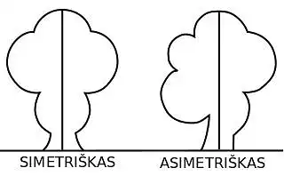 Ką pasirinktumėte: simetriją ar asimetriją?
