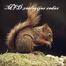 Ką manai apie rubriką "MFD zoologijos sodas"? Apie kokį gyvūnėlį norėtum joje paskaityti?
