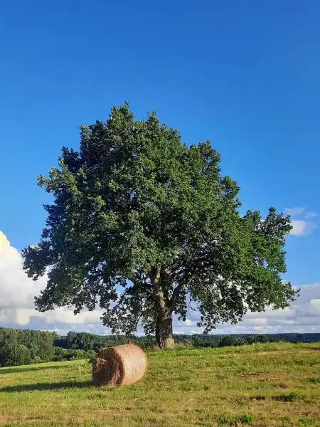 Gintarų piliakalnio (Vyšnių kalno) ąžuolas (Kretingos raj. sav.)