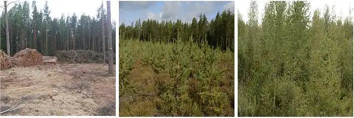 3.1. Kiek jūsų gerovei svarbūs jauni miškai (jaunuolynai), kurių amžius nuo (0-20 m). 