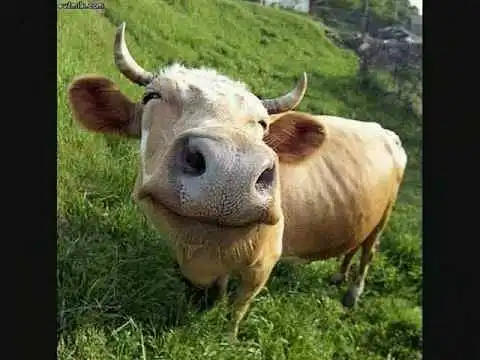 Gyvūnų gerovė