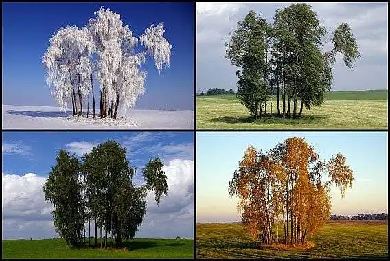 Kurį metų sezoną dažniausiai renkatės SPA?