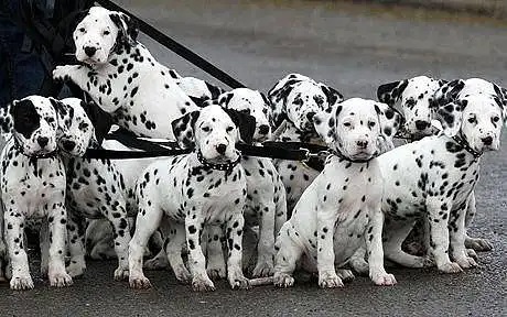 How many Dalmatian dog do You have? (The research is about the Dalmatian breed, so if you have one Dalmatian dog and one other breed dog, just tick as one Dalmatian)