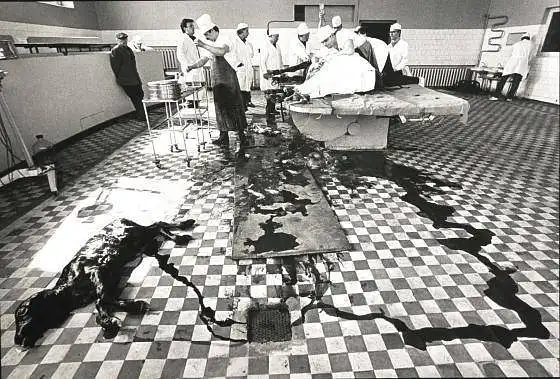 Kokias emocijas jums kelia A. Macijausko fotografija iš ciklo "Veterinarijos klinikose" (1977–1994)?