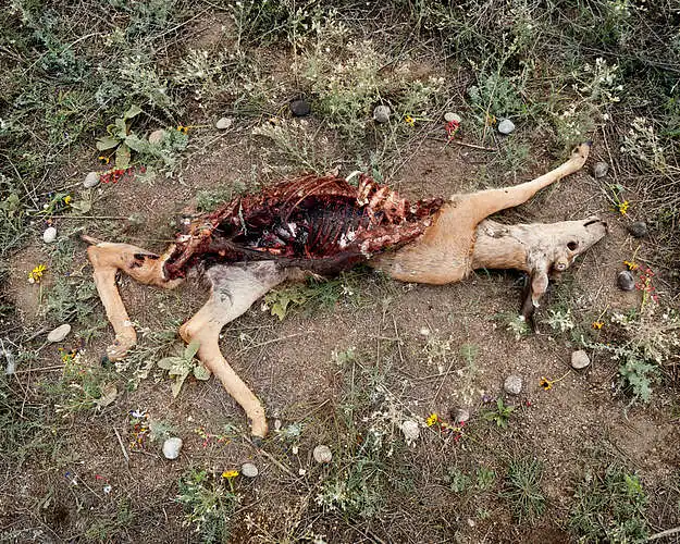 Kokias emocijas jums kelia E. Kissiel "Deer 4" iš ciklo "At Rest" (2011)?