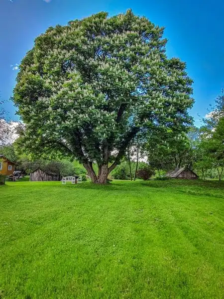 Pavasarių kaštonas (Kaišiadorių raj. sav.)