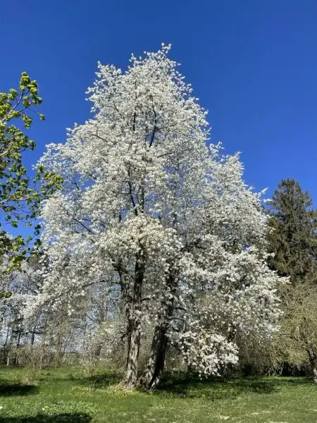 Ilgižių trešnė (Raseinių raj. sav.)
