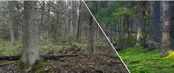 3.7. Kiek jūsų gerovei svarbūs seni eglynai?