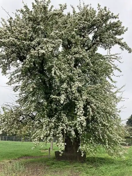 Strielčių kriaušė (Prienų raj. sav.)