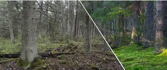 3.7. Kiek jūsų gerovei svarbūs seni eglynai?