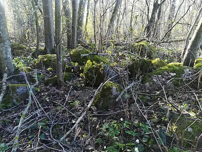 Perekšlių rūža