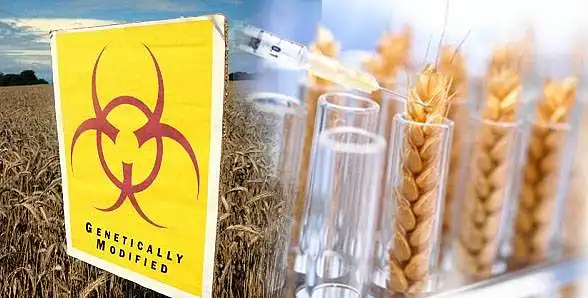 Jūsų nuomonė apie GMO produktus