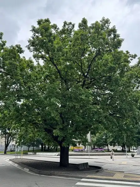 Nepriklausomybės ąžuolas (Šilalės raj. sav.)