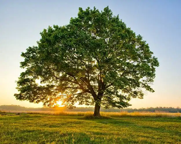 Răspândirea genealogică în diferite părți ale lumii, la începutul secolului XXI
