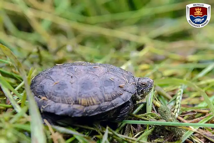 Metelių regioninio parko lankytojų apklausa