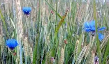 Rankdarbių mugė 