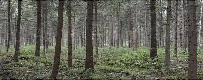 3.6. Kiek jūsų gerovei svarbūs vidutinio amžiaus eglynai?
