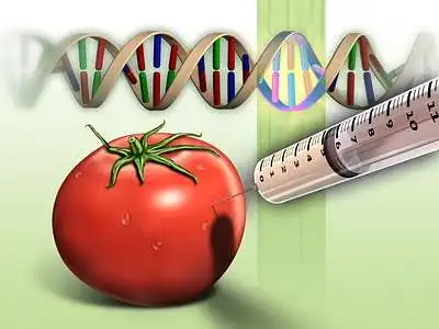 GMO (genetiškai modifikuoti organizmai)