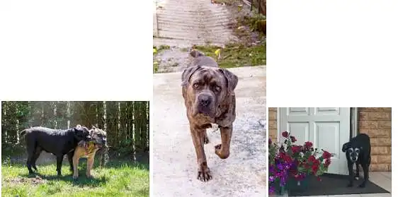 3. Kitas kolega laiko net keturis didžiulius šunis. Trys iš jų - Cone Corso veislės (sveria iki 60 kg), ketvirtasis - mišrūnas. Šuniukai mėgsta pamiegoti, pakramtyti sofos kampą, skaniai ir sočiai „pavalgyti“ ir pavaikyti kaimynų katinus. Kas galėtų suvaldyti tokį būrį šunų?