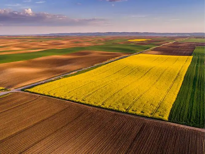 Kaip manote, kokia tinkamiausia temperatūra yra žieminio rapso vegetacijai vasaros metu?
