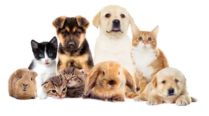 Pets at home