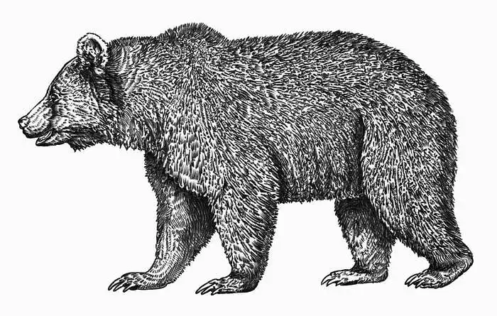 Detalus nespalvotas