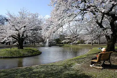 Yoyogi parkas. Tokijas, Japonija.