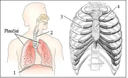 12. Kurios žmogaus organizmo dalys pažymėtos skaičiais 1–4?
