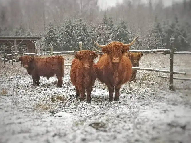 Ar kada teko domėtis hailendų veisle?