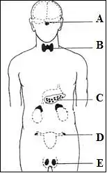 16. Pavaizduotos žmogaus vidaus sekrecijos liaukos. Kuria raide (A, B ar C) pažymėta hipofizė? Kuria raide (D ar E) pažymėta dar viena vyro organizmo sekrecinė liauka?