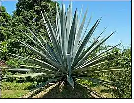 39. Kuris augalas, labiausiai auginamas Meksikoje, pavaizduotas? Kuris alkoholinis gėrimas iš jo gaminamas?