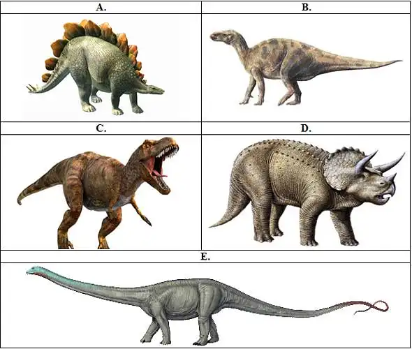 21. Kurie tai dinozaurai (mastelis neatitinka tikrovės)?
