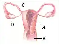 24. Pavaizduoti moters lytiniai organai. Kuria raide pažymėta kiaušidė?