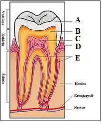5. Kuria raide pažymėras emalis, o kuria – dentinas?